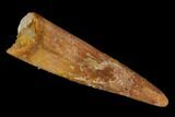 Fossil Pterosaur (Siroccopteryx) Tooth - Morocco #134660-1